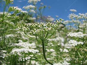 Cumin
