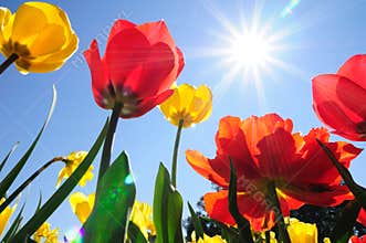 Tulips in Sunshine