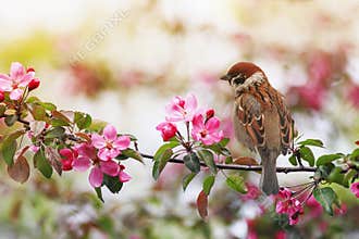 Small sparrow bird sits on a branch with pink flowers of an apple tree in a May sunny garden