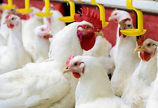 Indoors chicken farm, chicken feeding, farm for growing broiler chickens