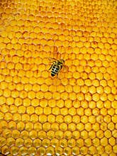 Apis mellifera rodopica