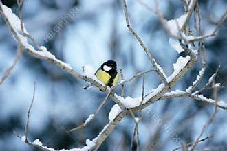 Titmouse