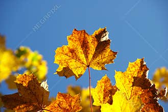 Autumn