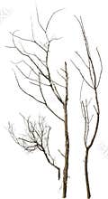 Cut out dead tree branches.