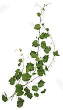 Cut out ivy plant. Wine plant in summer