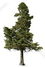 Cut out pine tree. Spruce isolated