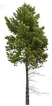 Cut out pine tree. Spruce isolated
