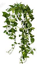 Cut out ivy plant. Tropical vegetation