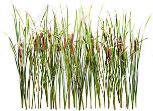 Cut out cattail. Distaff isolated