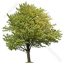 Cut out Tree. Green tree in summer isolated