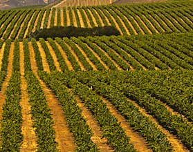 Vineyards, Central Coast California