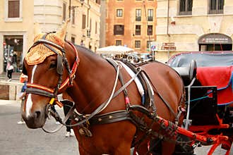 A bown walking horse in the centre of Rome. Sightseeing horse-drawn vehicle. Horse for walks and excursions of tourists