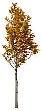 Cut out Tree. Yellow tree in fall isolated