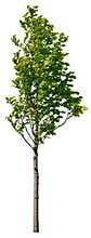 Cut out green tree. Tree in summer isolated