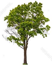 Cut out green tree. Tree in summer isolated
