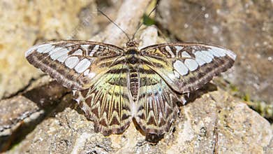 Butterfly camouflage
