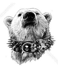 The head of a proud bear looking confidently forward in a leather collar with metal spikes and an earring in the nose