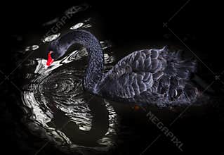 Black Swan red beak swimming