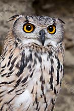 Eagle-Owl searching for prey