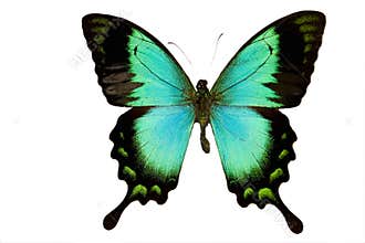 Green isolated Butterfly