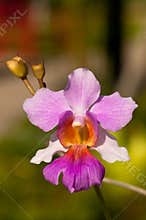 Orchid Macro (Vanda Miss Joaquim)