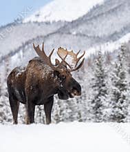 Moose in Jasper National Park, Canada