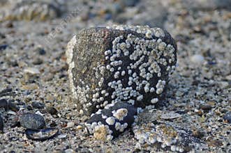 Close-up of grey granite stone covered with accorn barnacles
