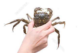 Crab (Clipping path)