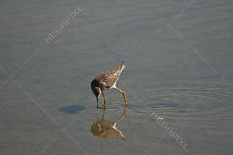 Shorebird