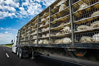 Live turkeys transportation truck on the road