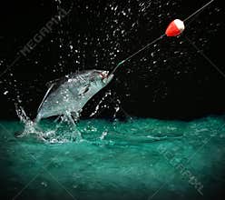 Catching a big fish at night