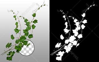 Ivy with green foliage in summer