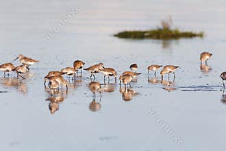 group shorebird dunlin
