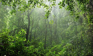 Rain-forest