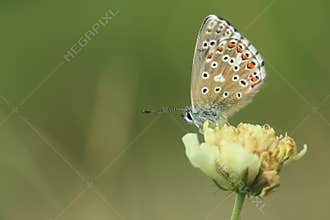 Adonis blue butterfly
