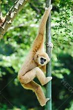 Gibbon