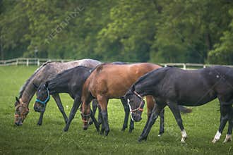 Beautifull horses in Autumn scenery
