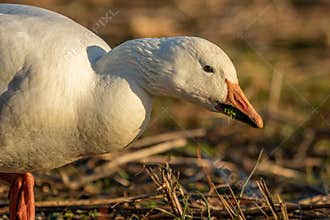 Snow Goose Feeding at Sundown