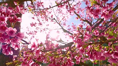 Sakura blue background Angkhang Chiang Mai Thailand