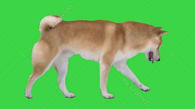 Cute shiba inu dog walking on a green screen, chroma key.