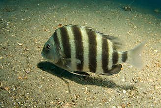 Sheepshead
