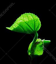 New Lease of Leaf Life