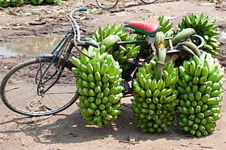 Fright bike loaded with plantains. Cooking bananas are heavy load on bike in Uganda.
