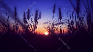 Sunrise with Wheat in the wind