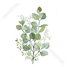 Watercolor hand painted bouquet eucalyptus and green plants. Frolar branches and leaves isolated on white background. Greenery il