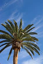 Canary Island Date Palm