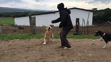 Slow motion dog breed equal to the labrador that attaches to the arm with clearly visible sharp teeth