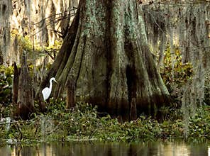 Egret and Cypress