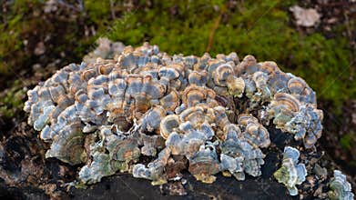 Turkey Tail Trametes versicolor mushroom growing on a decaying stump. A cluster of vibrant blue and yellow mushrooms growing in