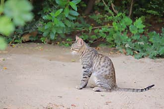 Butterfly cat in nature